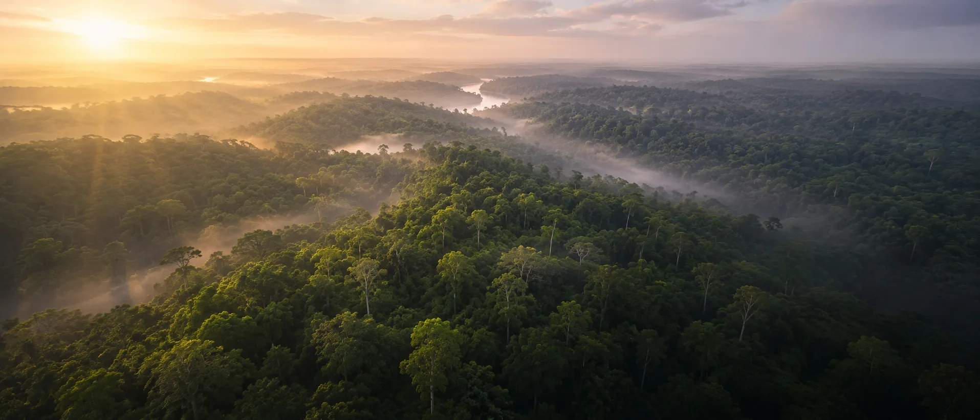 Vista aérea de floresta nativa preservada